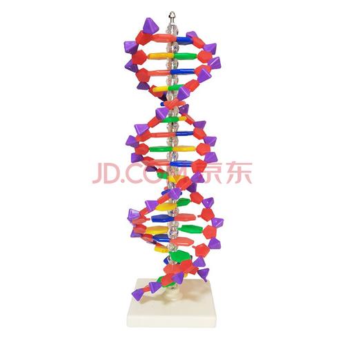 腺嘌呤胞嘧啶胸腺脱氧核糖分子教学教具演示仪器 高40cm dna结构模型